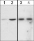 Anti-Akt (N-terminal region) Antibody